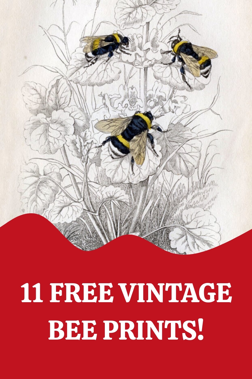 11 Natural History Bee Prints The Graphics Fairy