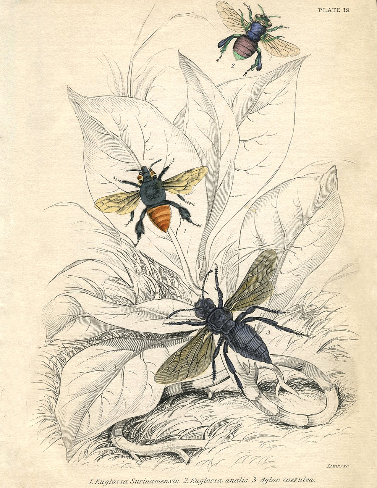 Vintage Bees Free Printable Images