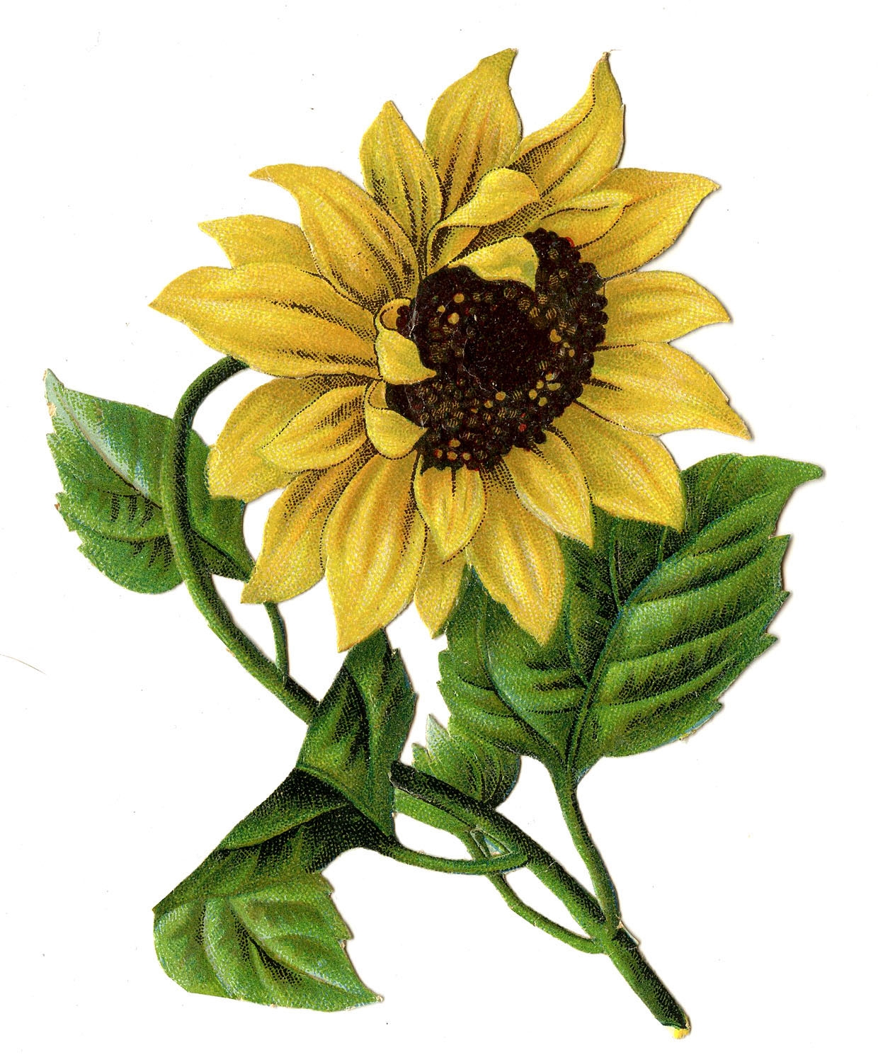 Free Printable Sunflower Images