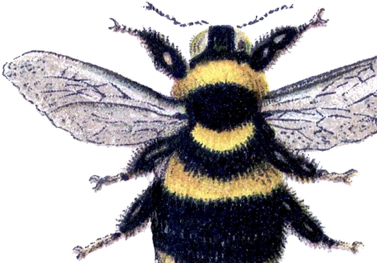 Free Printable Bee Images