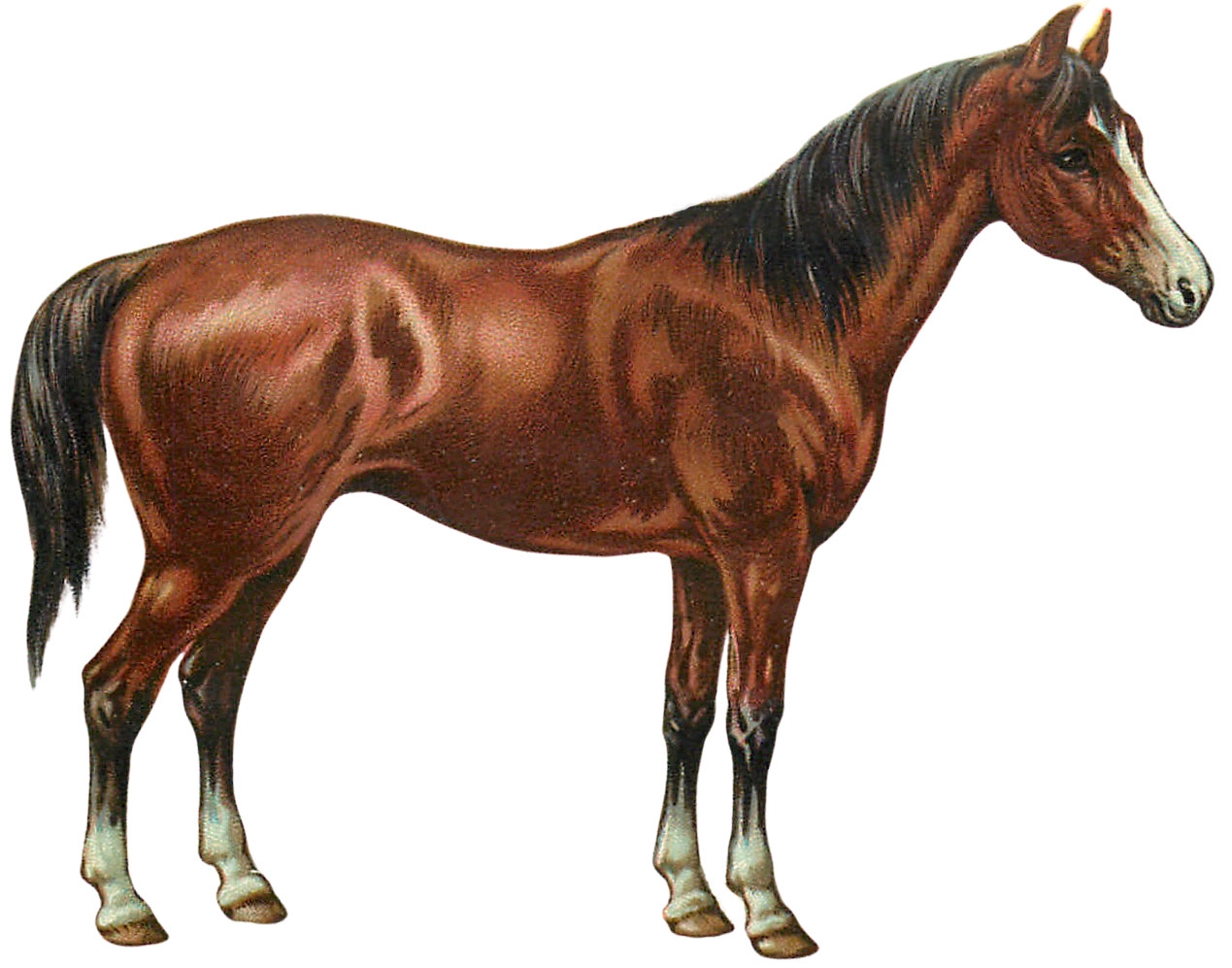 Free Printable Horse Images