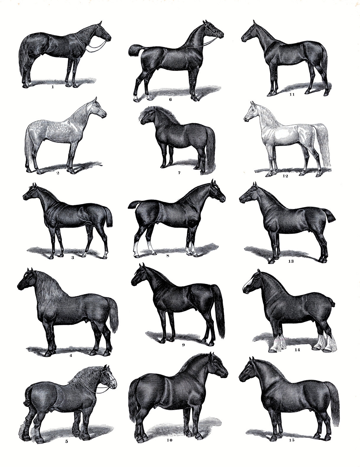 Printable Horse Images