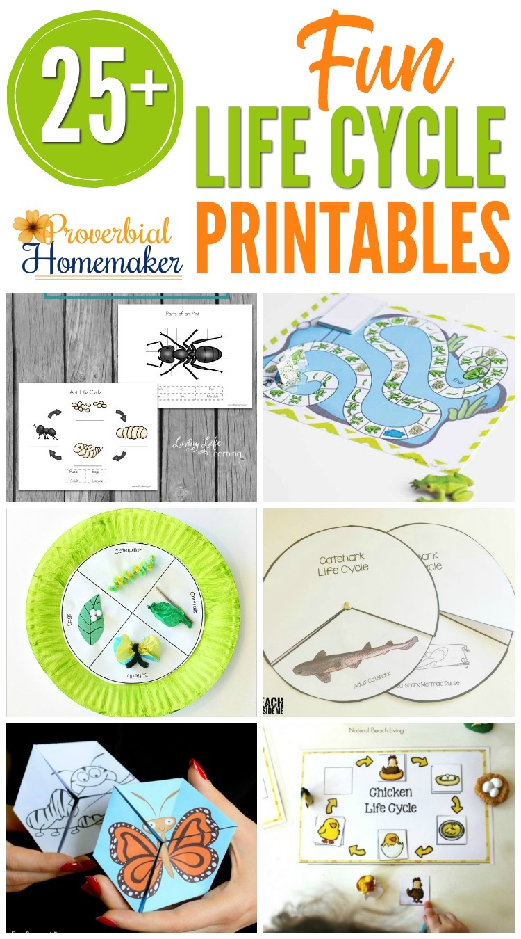 Free Printable Photo Images Of Life Cycles