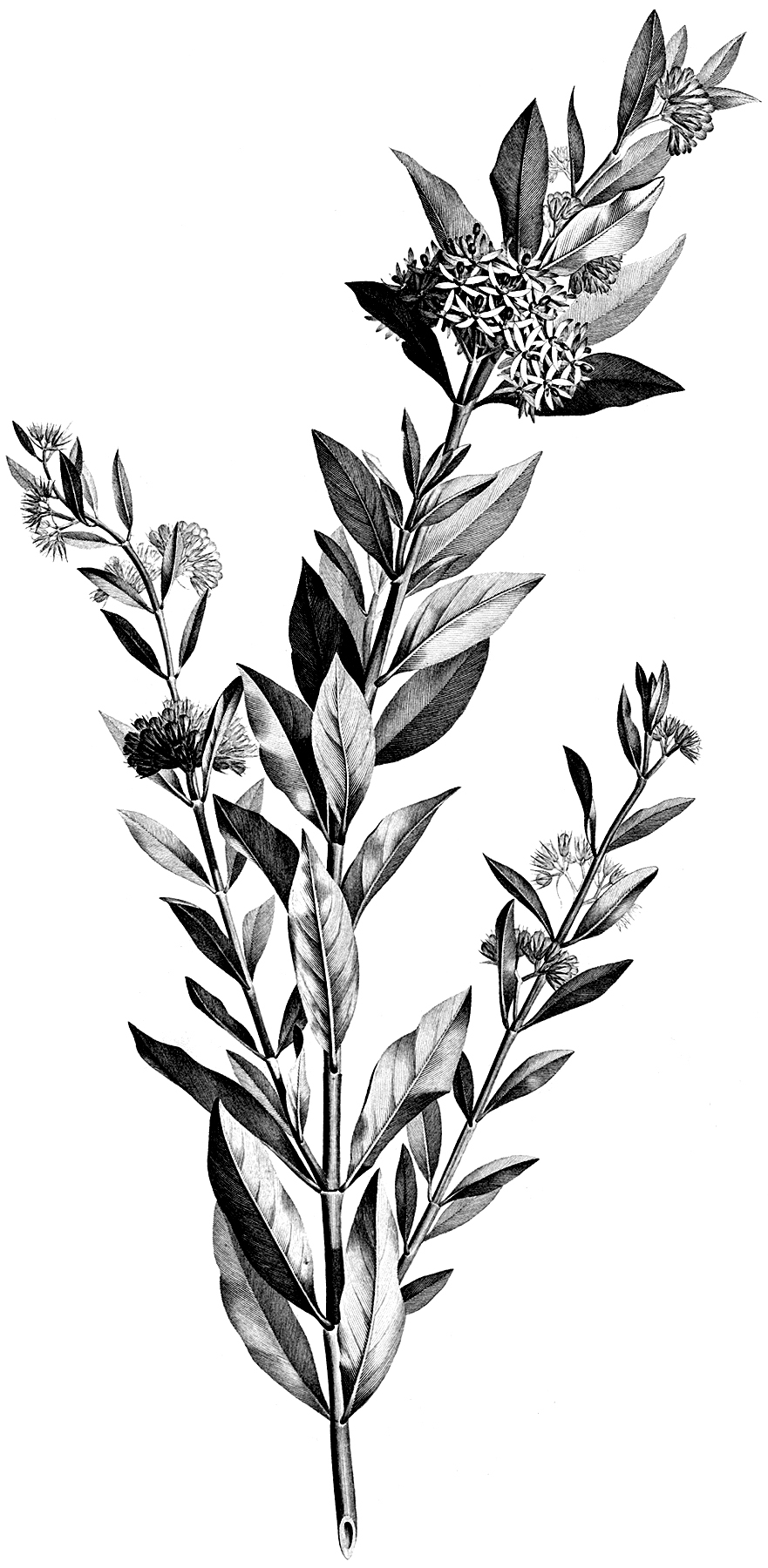 4 Black And White Botanical Stems Images The Graphics Fairy
