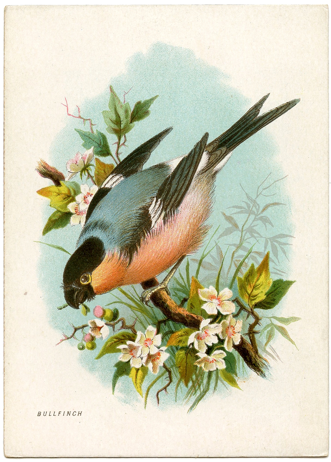 Printable Images Of Birds