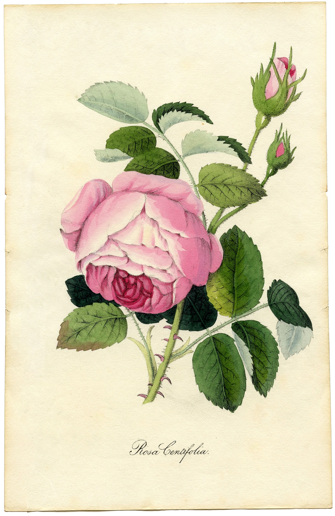 Free Printable Flower Images