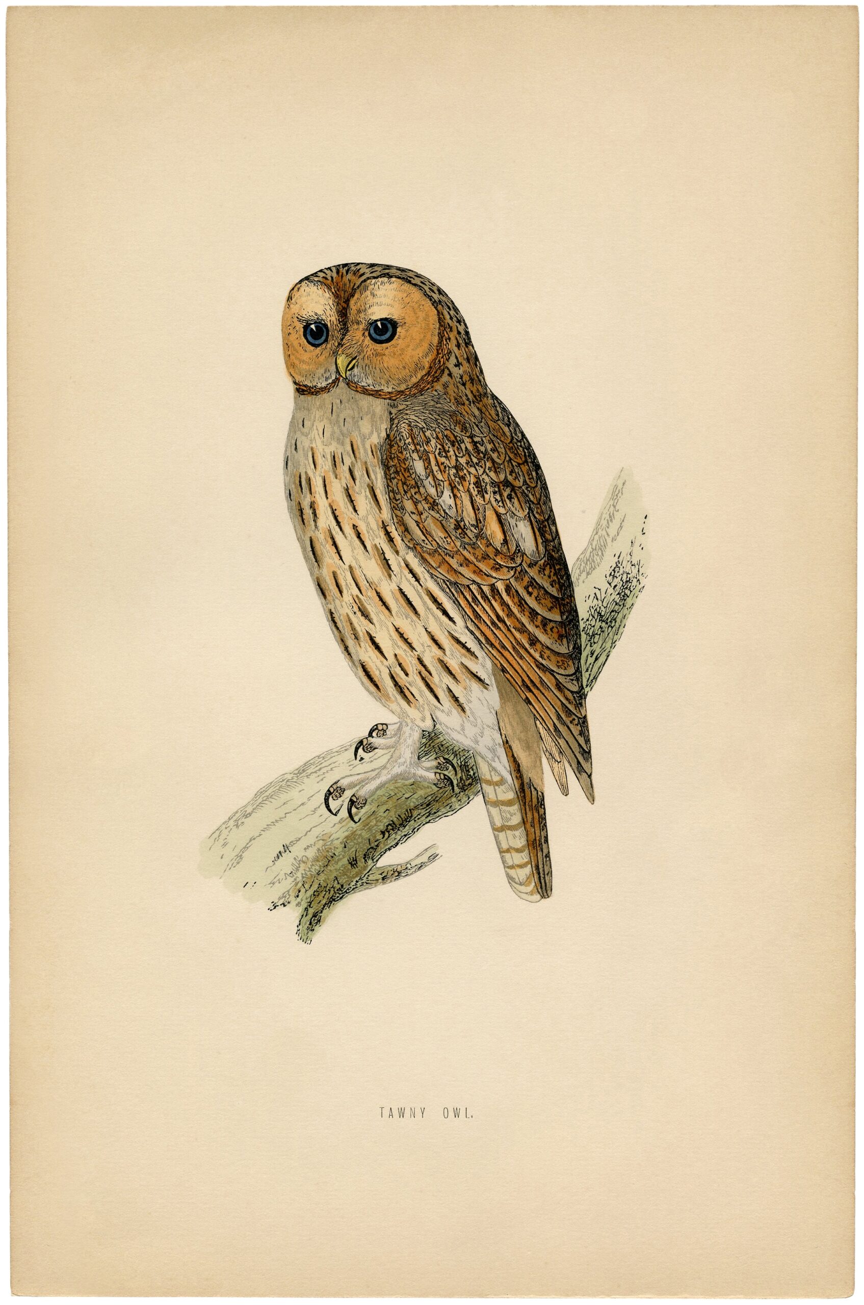 7 Owl Printables The Graphics Fairy