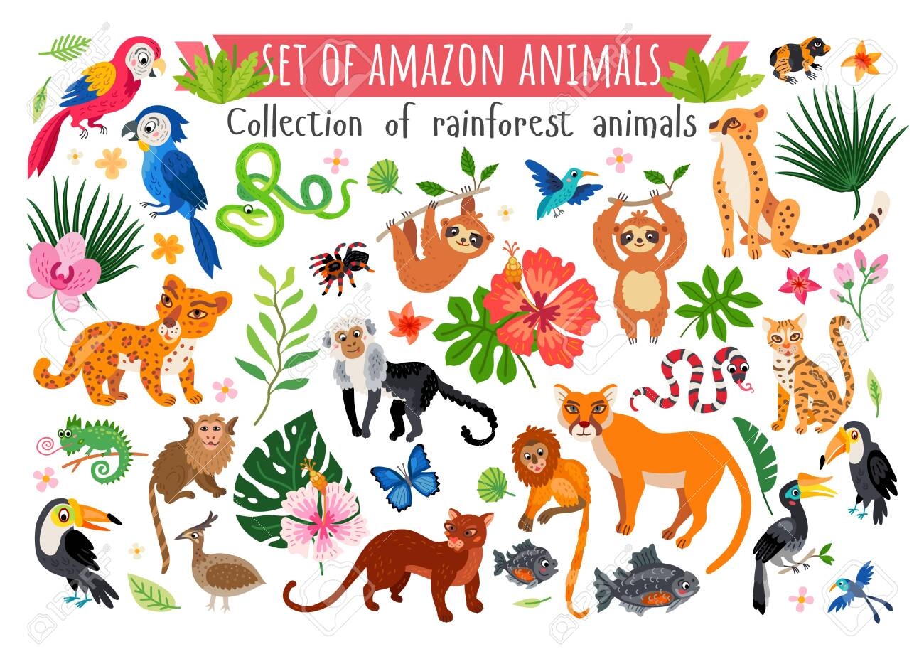 An Amazon Rainforest Jungle Animals Set Vector Stock Photo Picture And Royalty Free Image Image 146263776 