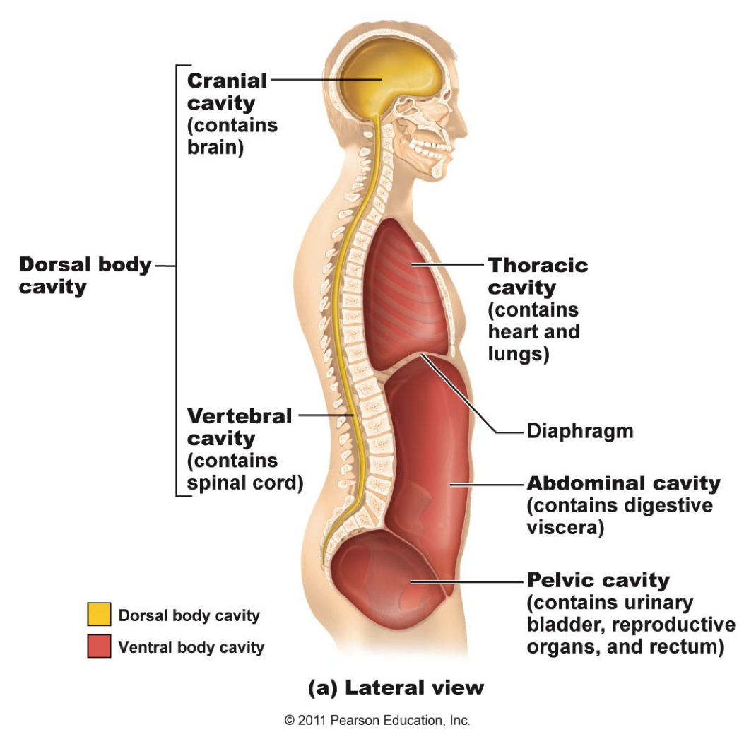 Printable Labeled Image Of Thoracic Cavity