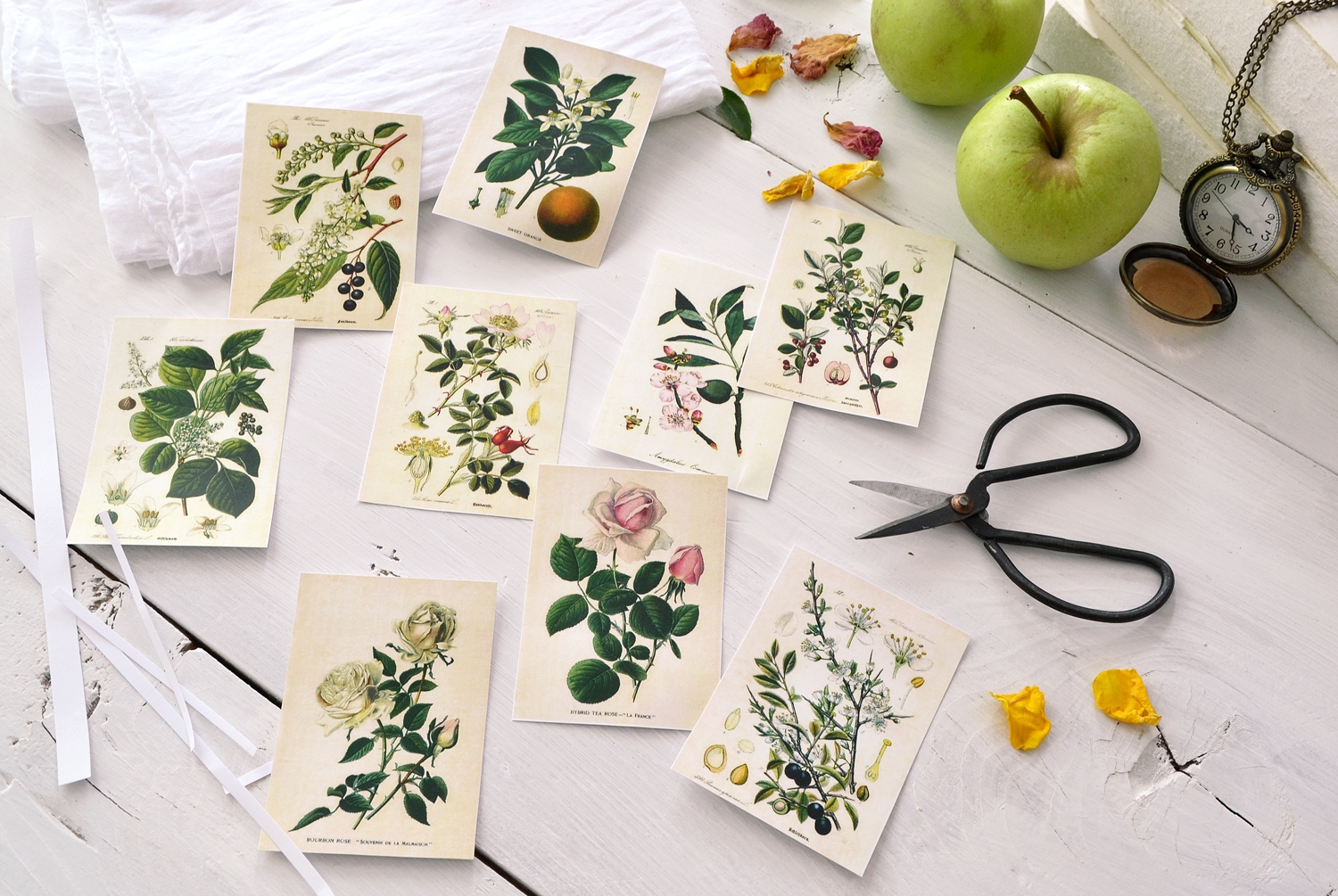 Free Stamped Printable Botanical Images