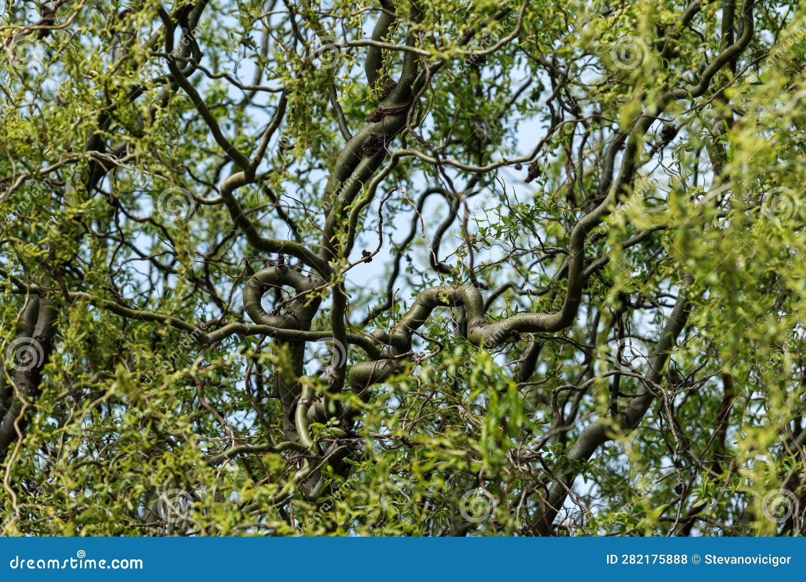 Corkscrew Willow Tree Curly Branches In Spring Stock Photo Image Of Branch Twisted 282175888