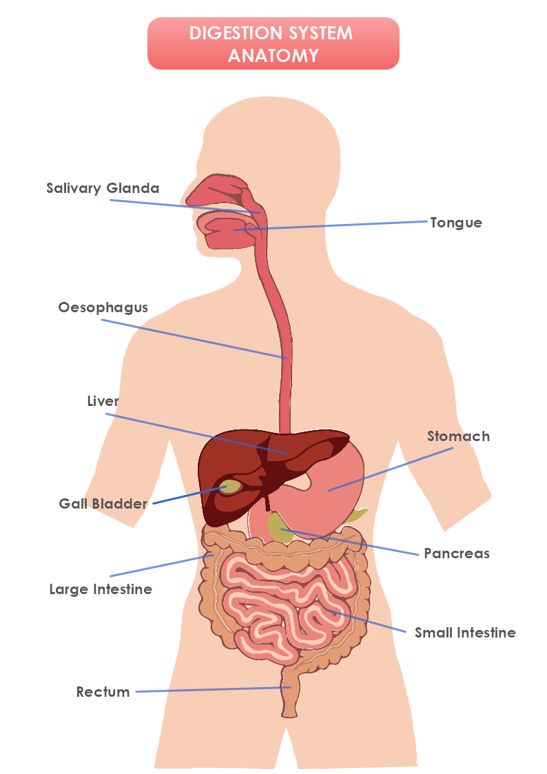 Digestion System Anatomy Template MyDraw