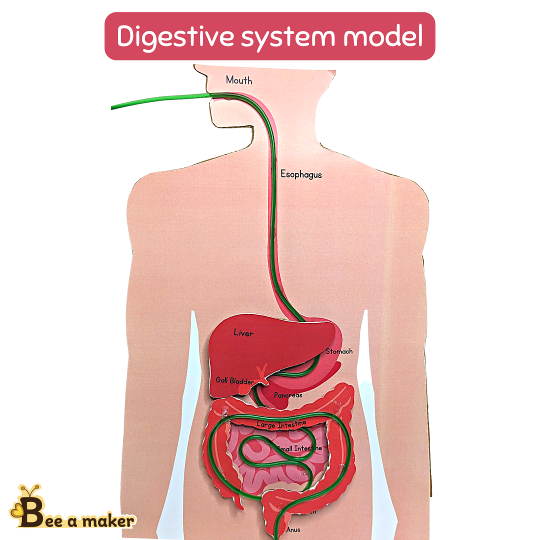 Printable Images Of The Digestive System
