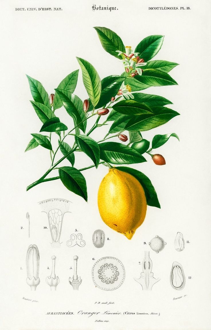 Free Printable Images Of Vintage Lemons