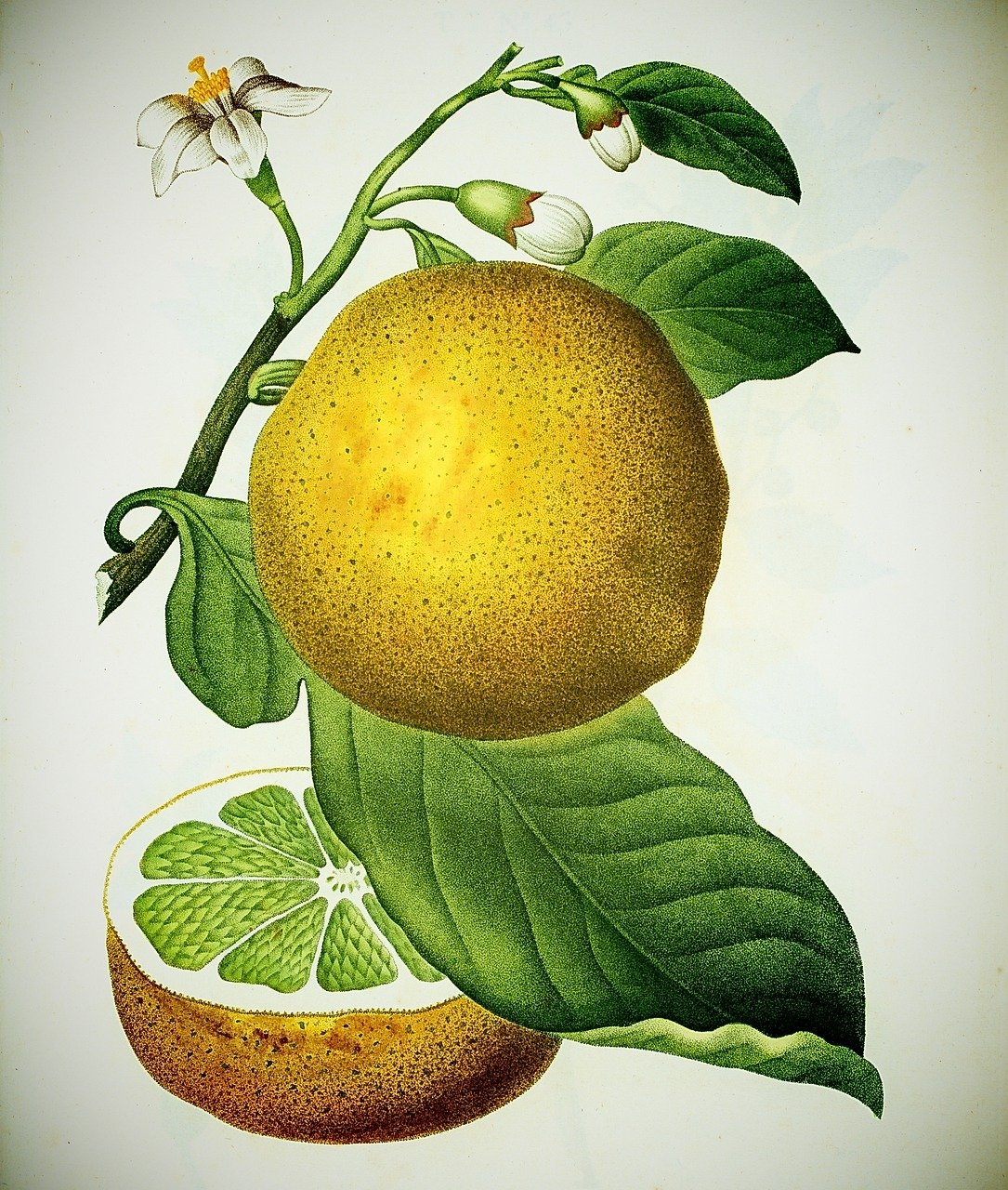 Download Lemon Vintage Fruit Royalty Free Stock Illustration Image Pixabay