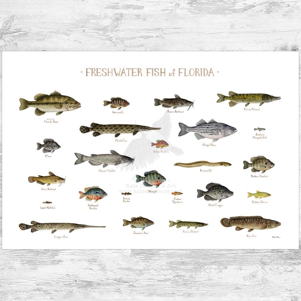 Florida Freshwater Fish Field Guide Art Print Fish Nature Study Poster Etsy Norway