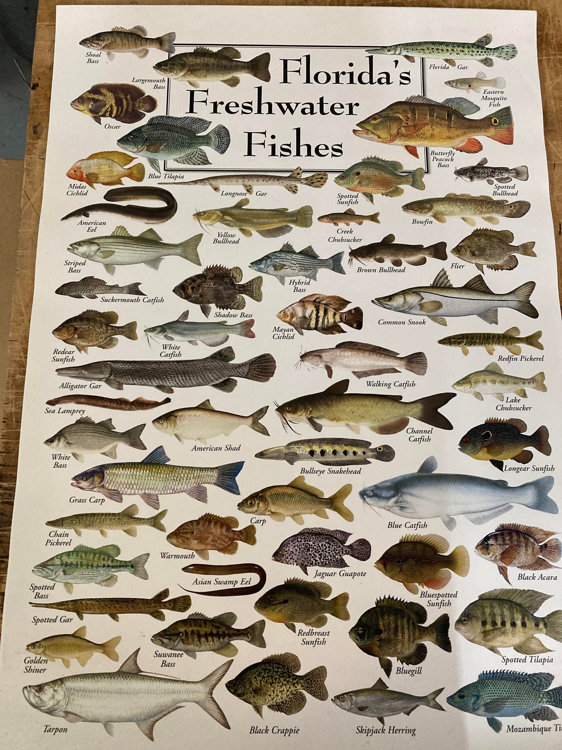 Florida Freshwater Fishes Wall Plak Etsy