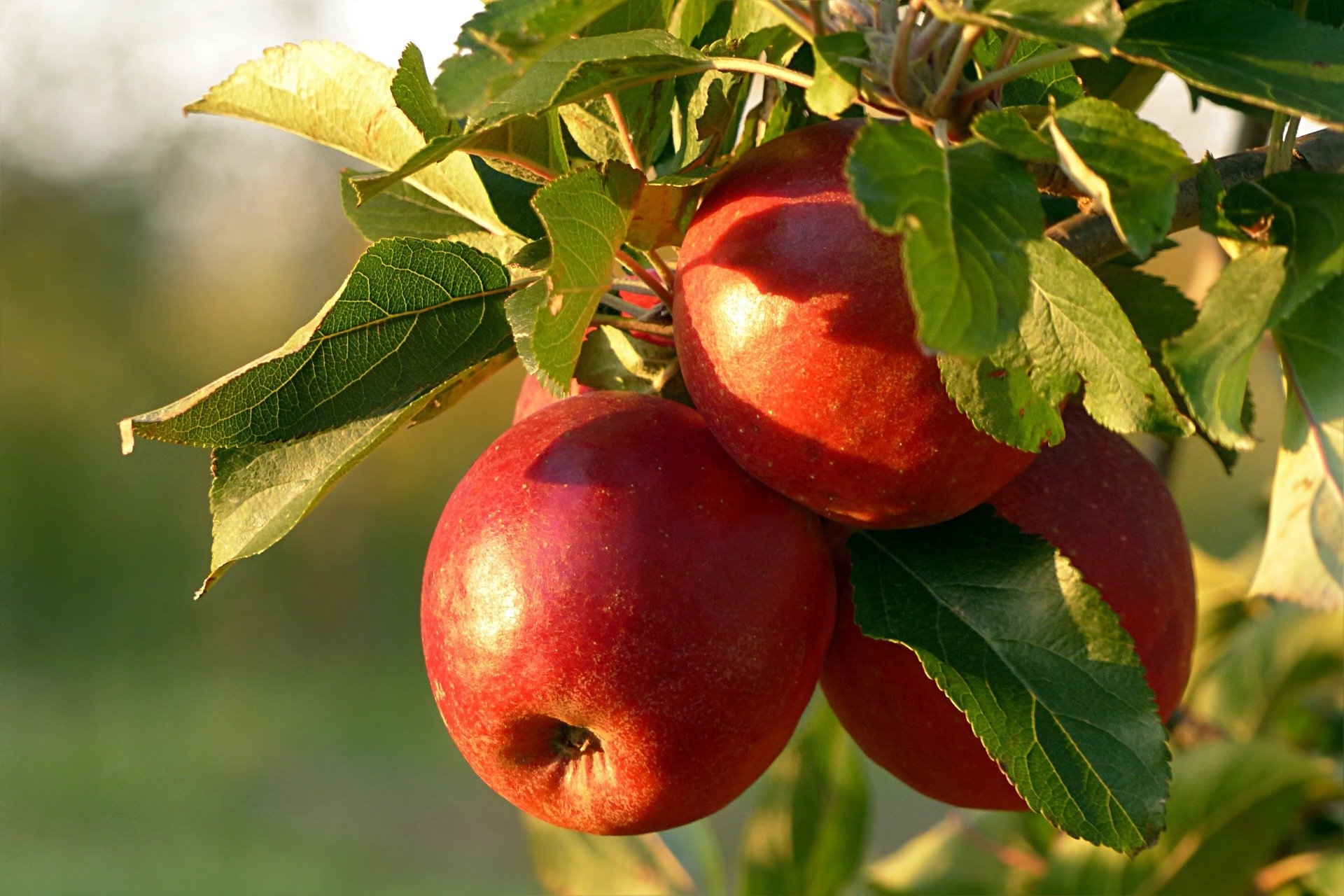 Free Fall Apple Printable 2 Styles 2 Bees In A Pod