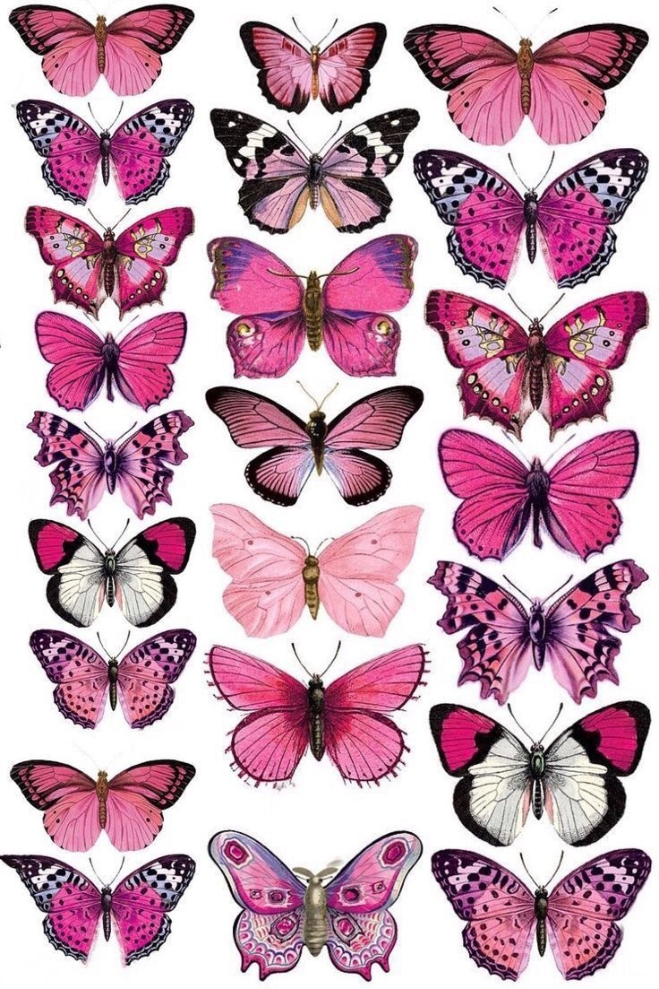 Free Printable Butterflies