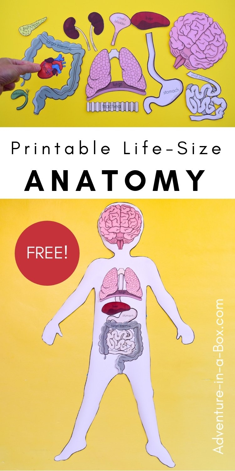 Free Printable Images Of The Human Body