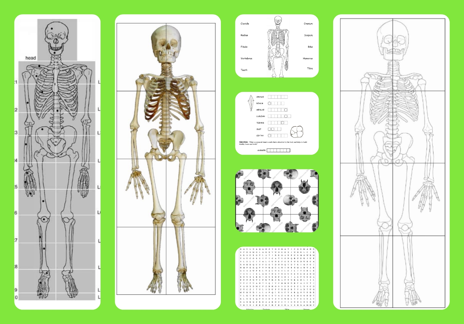Printable Image Of Detailed Skeleton For Children