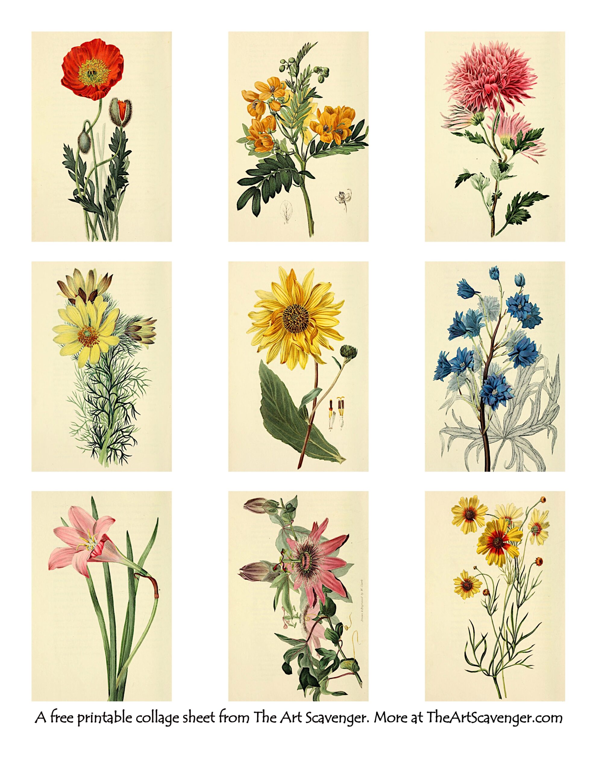 Flowers Printable Images