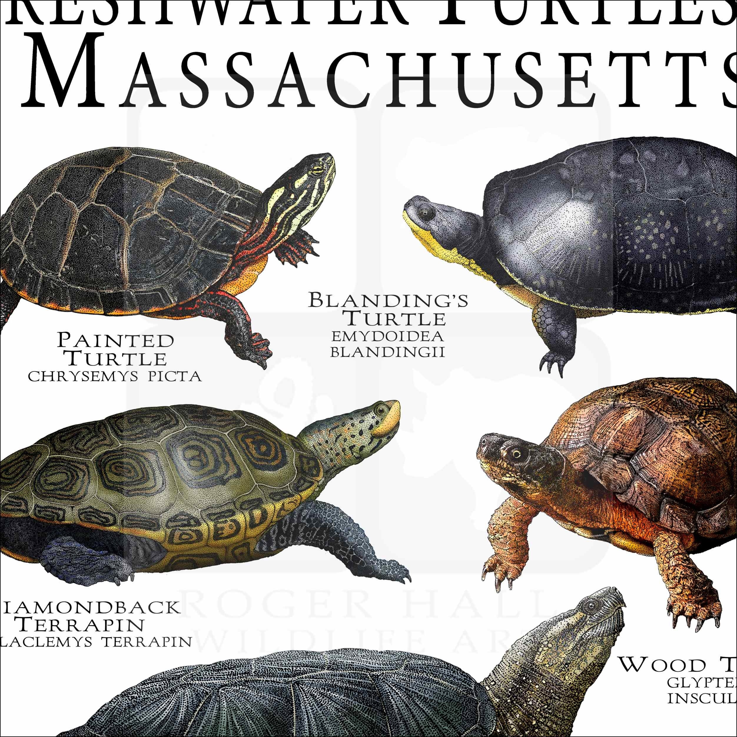 Freshwater Turtles Of Massachusetts Poster Print field Guide SIGNED BY ARTIST Etsy