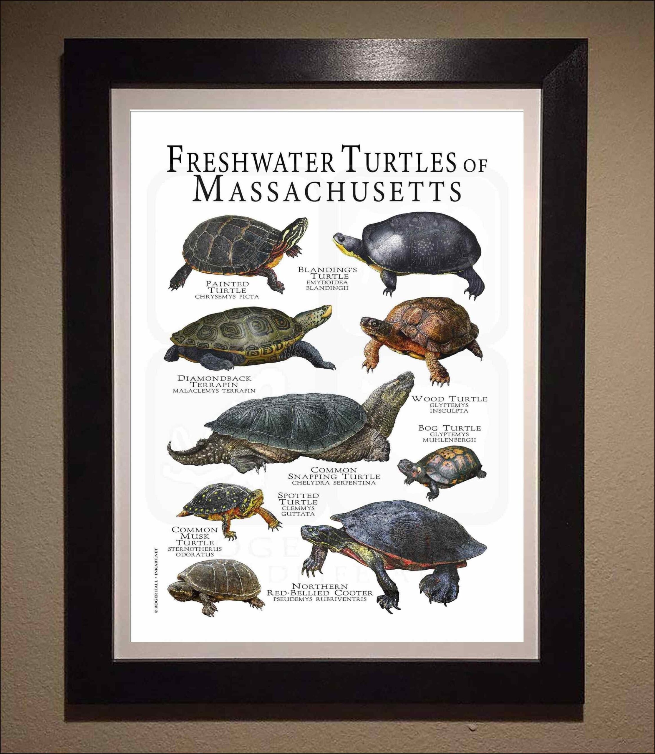 Massachusetts Box Turtle Images,Printable