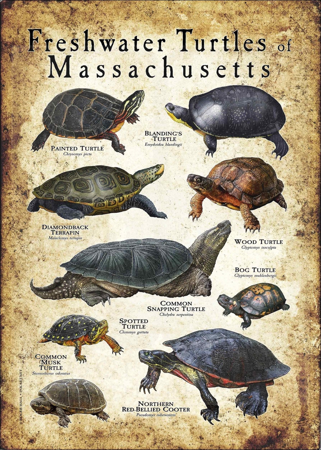 Freshwater Turtles Of Massachusetts Poster Print field Guide SIGNED BY ARTIST Etsy