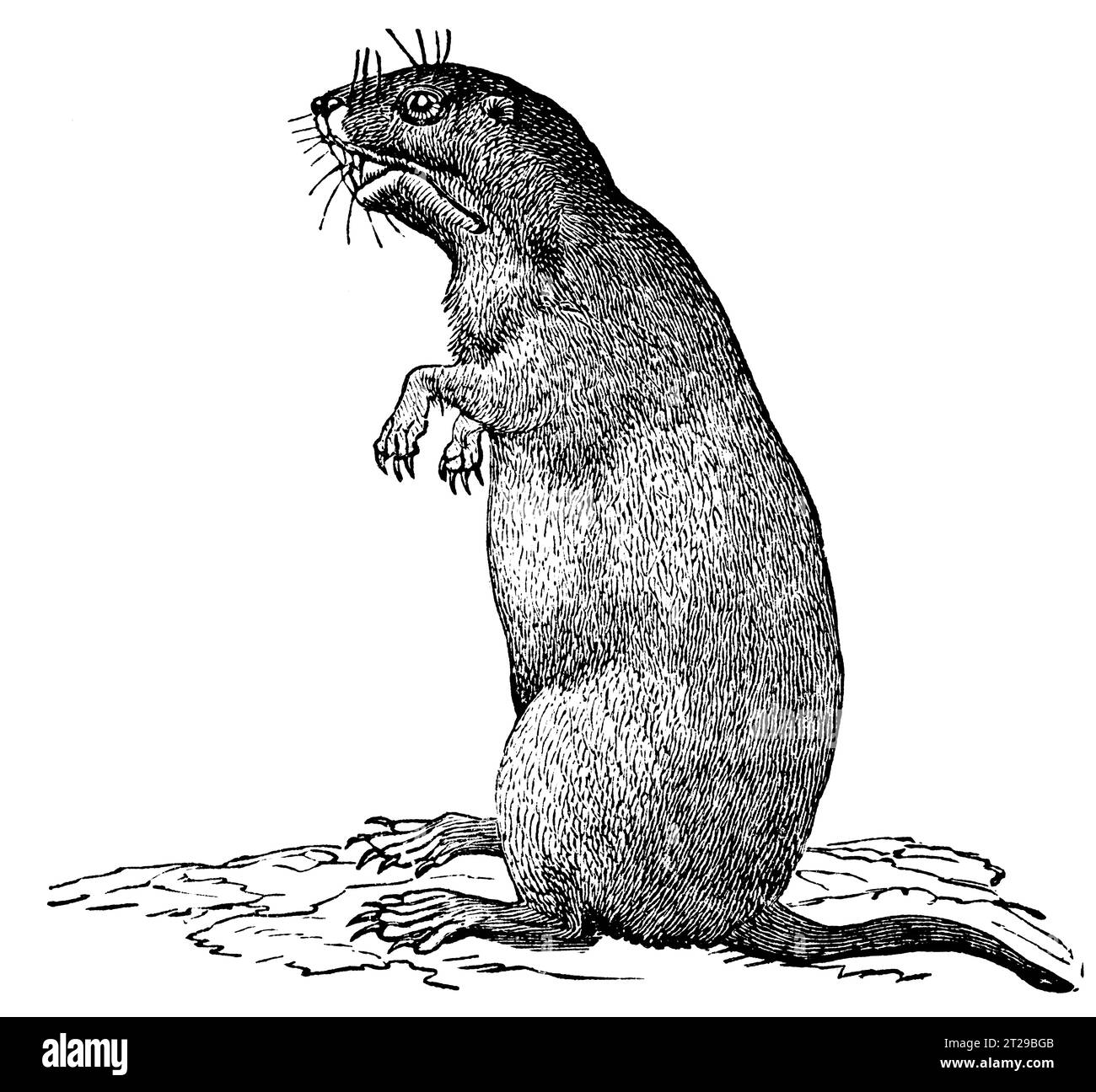 Goldy Gopher Black And White Image Printable