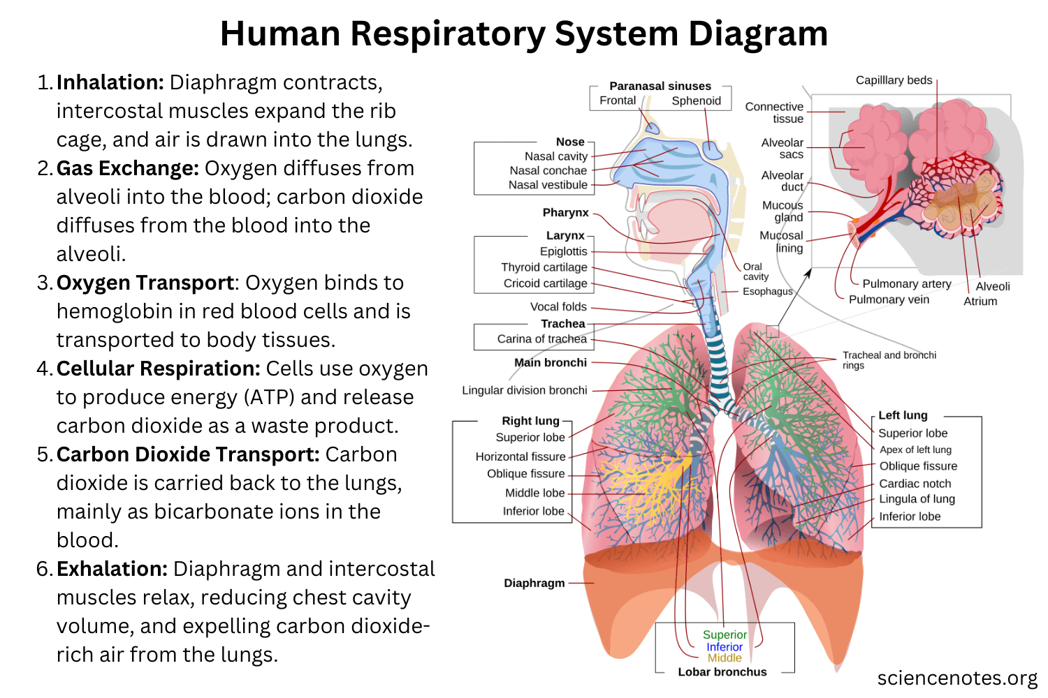 Human Respiratory System Functions Diagram Organs