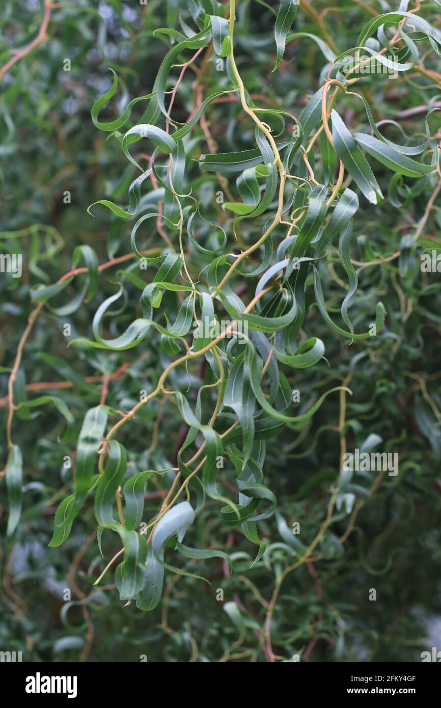 Corkscrew Willow Tree-Free Printable Images