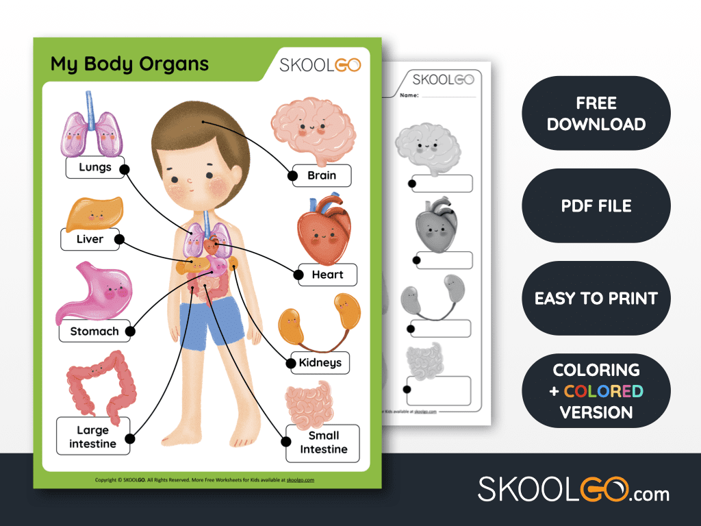 My Body Organs Free Worksheets SKOOLGO