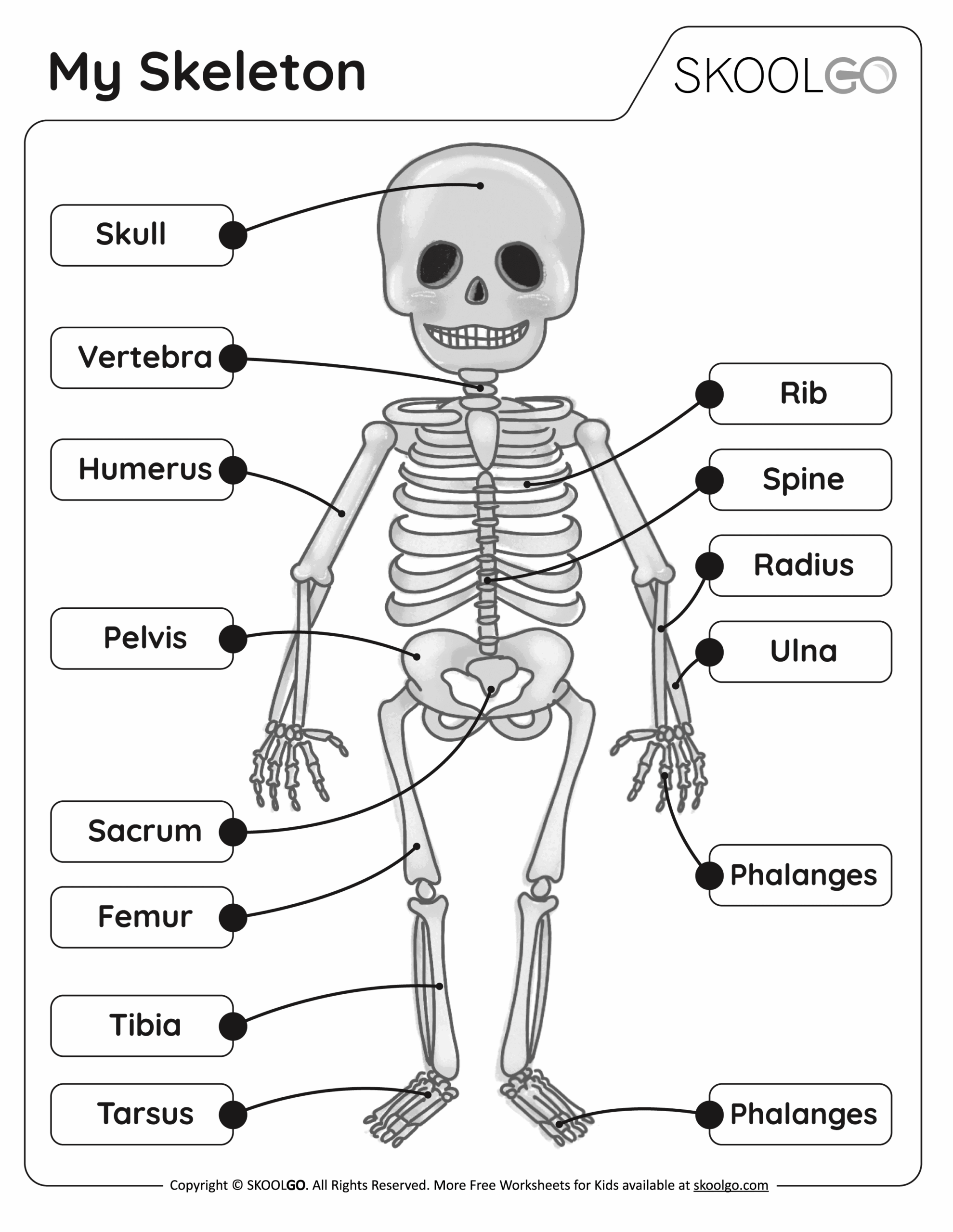 My Skeleton Free Worksheet SKOOLGO