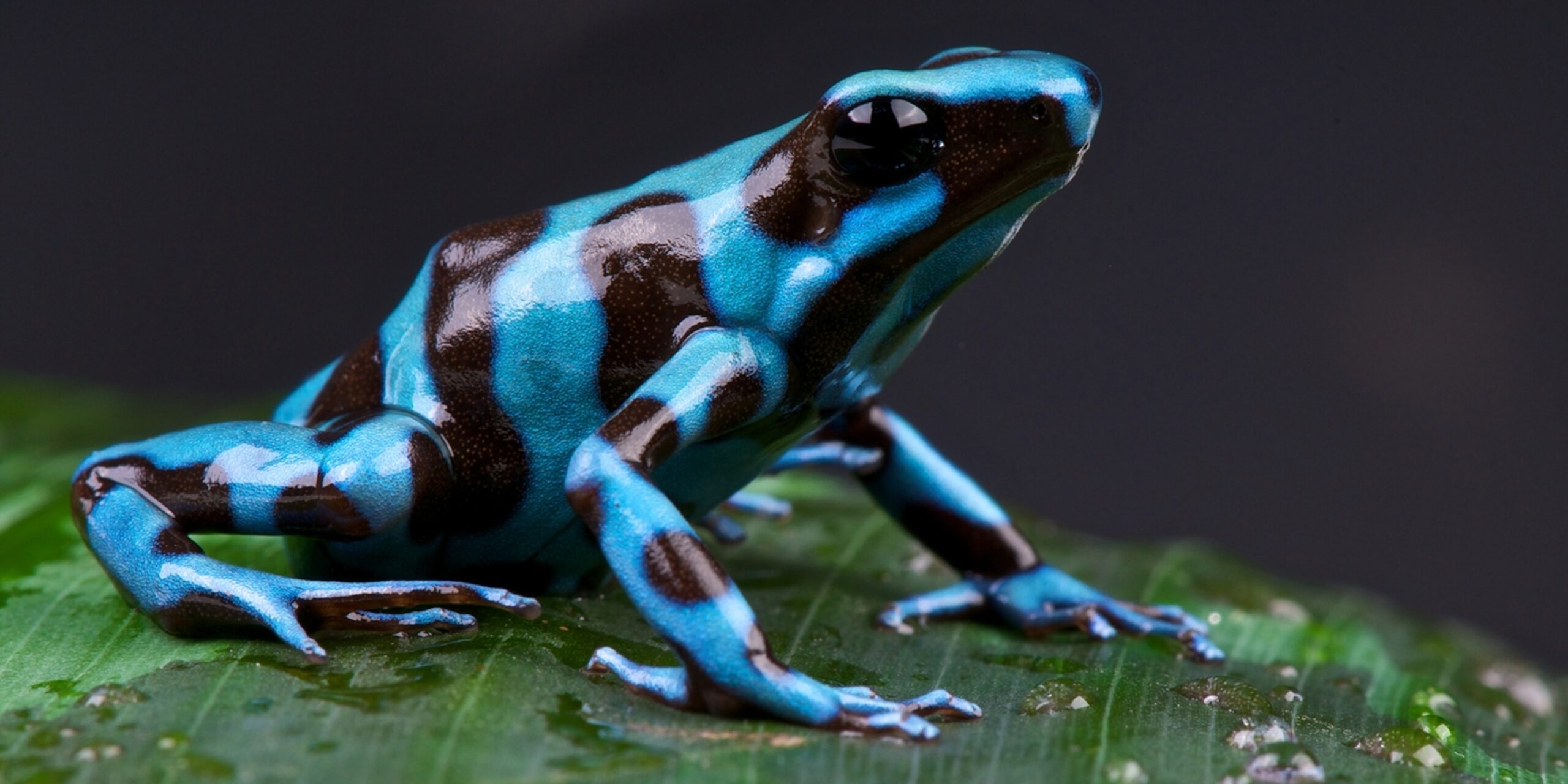 Poison Dart Frog National Geographic Kids