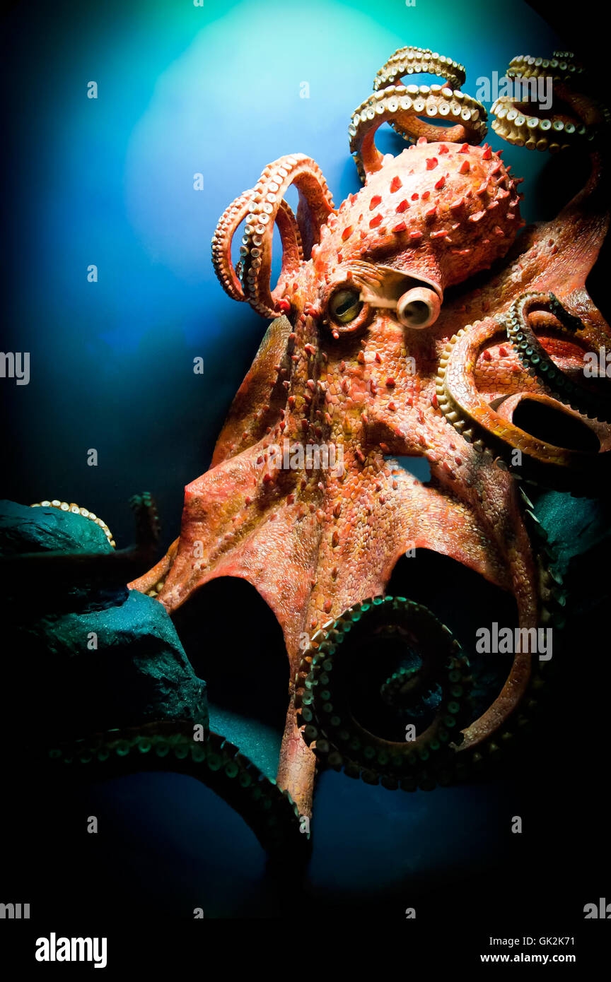 Free Printable Navy Octopus Image