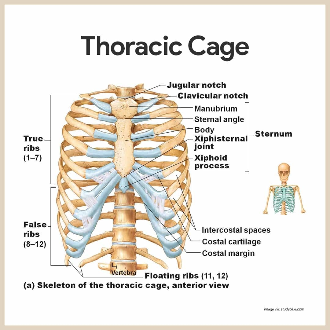 Skeletal System Anatomy And Physiology Nurseslabs