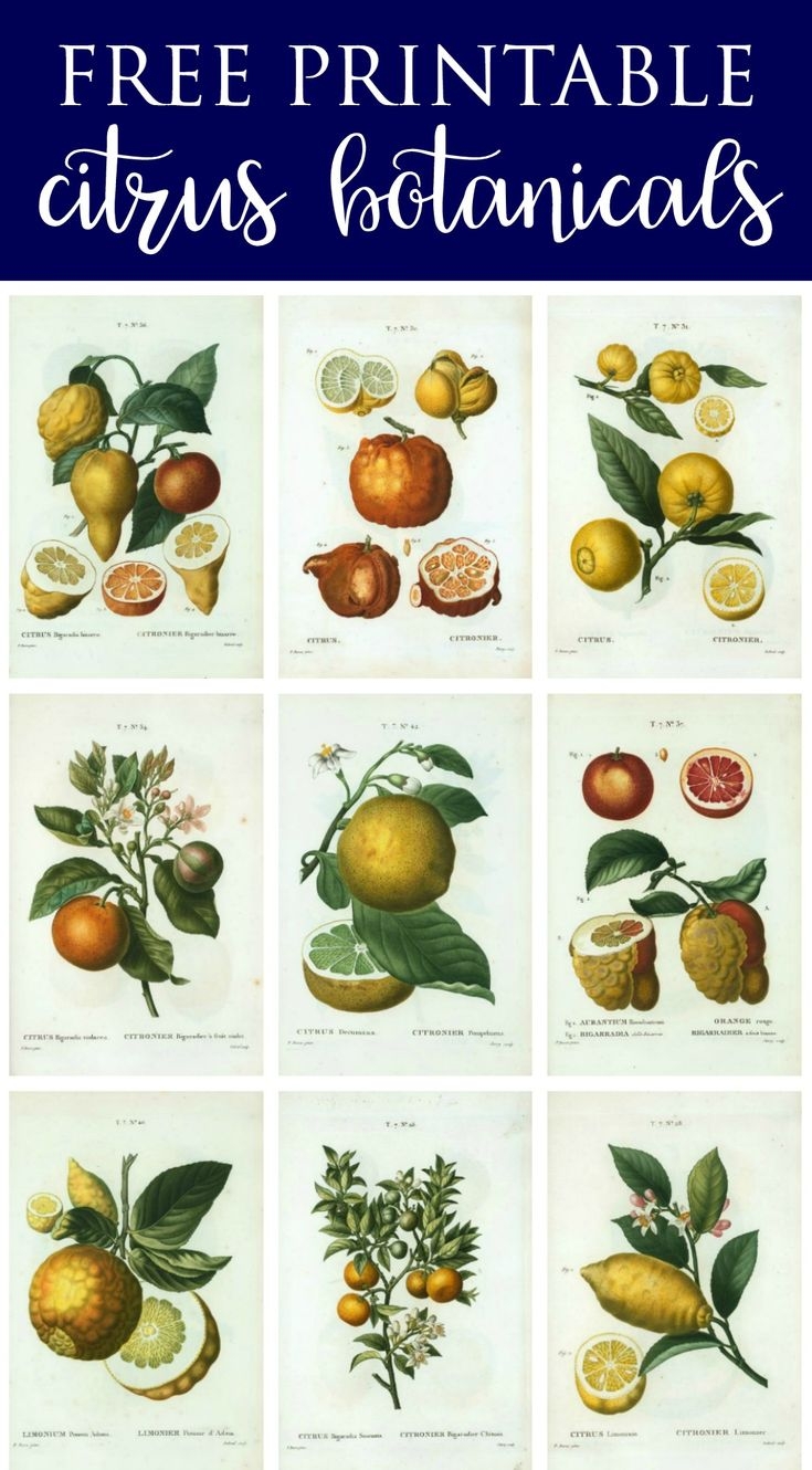 Spring Botanical Art Free Printables Of Lemon Botanical Print Wall Art