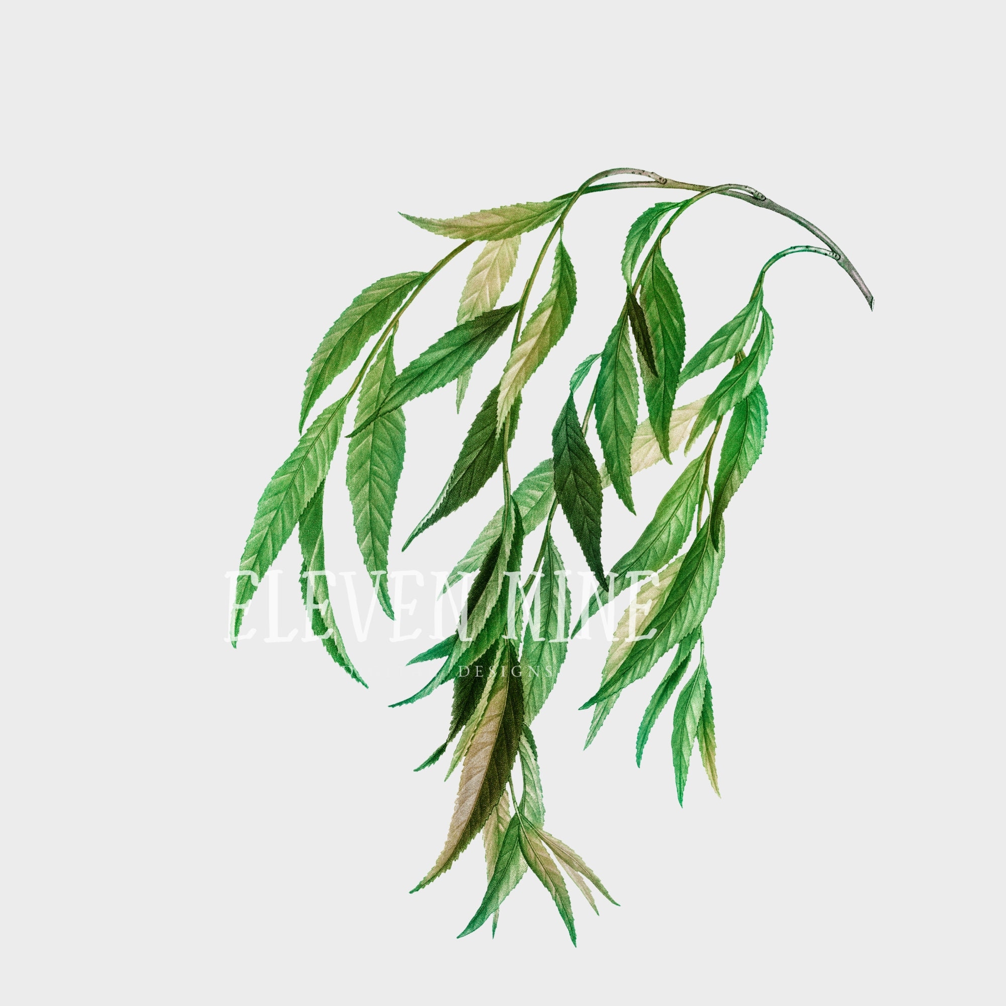 Willow Tree Leaf Printable Image