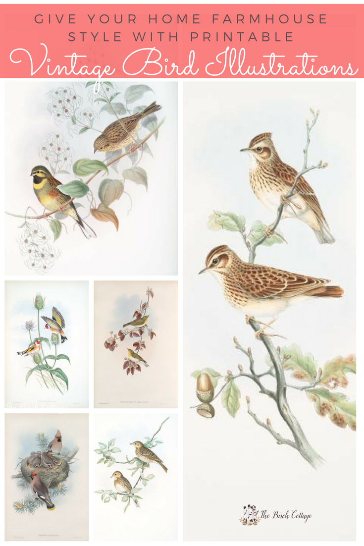 Free Printable Bird Images