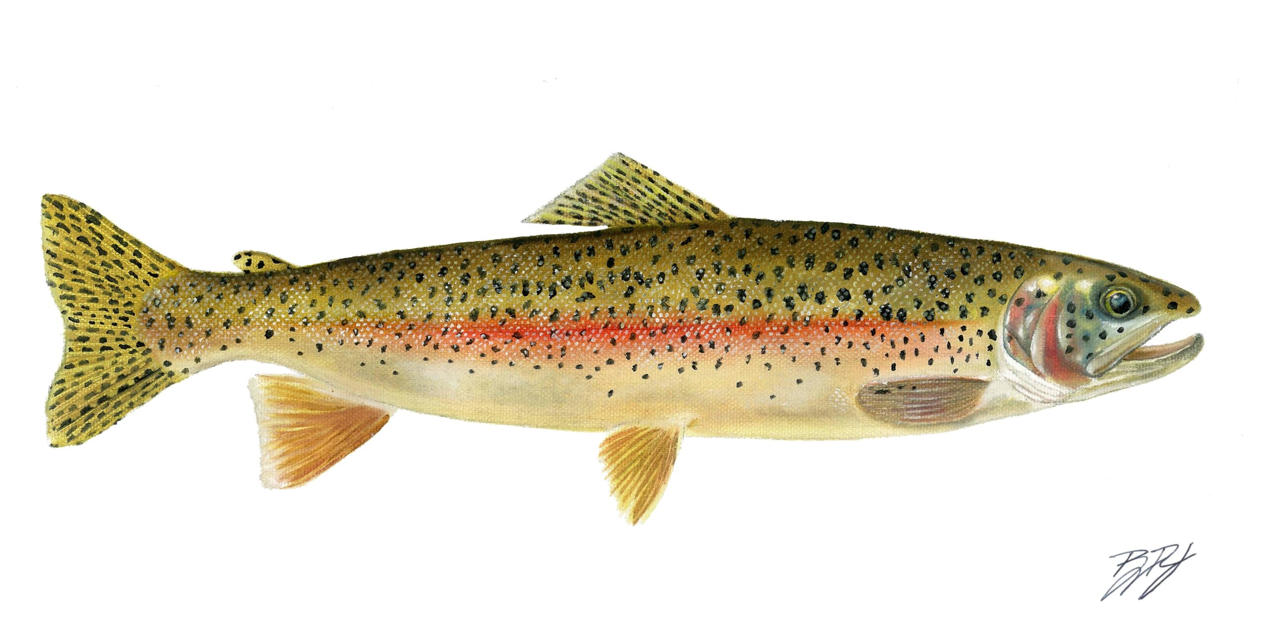 Wild Rainbow Trout Print 