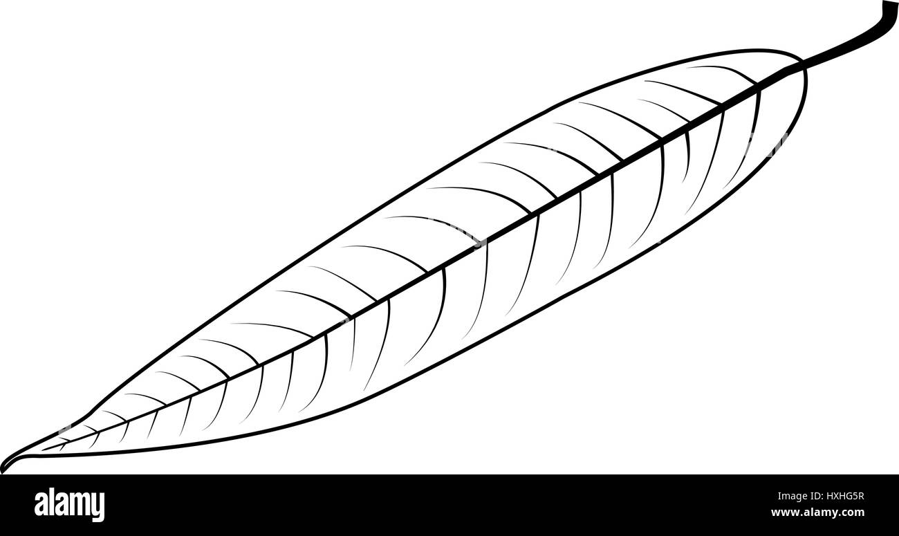 Willow Leaf Vector Illustration Stock Vector Image Art Alamy